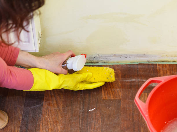 Mold Remediation for Vacation Homes